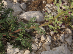 Scrophularia juratensis