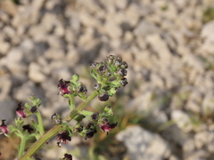 Scrophularia juratensis