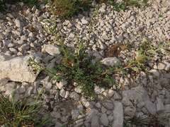 Scrophularia juratensis