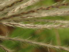 Saccharum formosanum