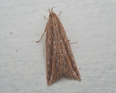 Donacostola notabilis