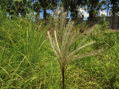 Saccharum formosanum
