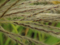 Saccharum formosanum