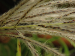 Saccharum formosanum