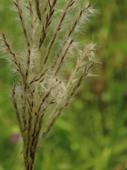 Saccharum formosanum