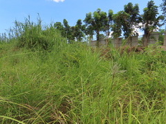 Saccharum formosanum