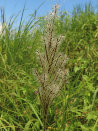 Saccharum formosanum (Saccharum formosanum)