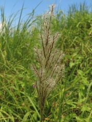 Saccharum formosanum