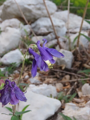 Aquilegia dumeticola