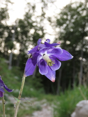 Aquilegia dumeticola