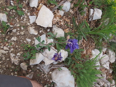 Aquilegia dumeticola