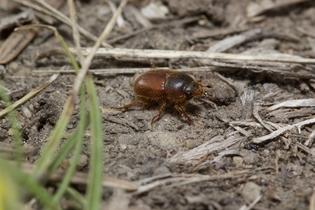 Xenochodaeus luscinus