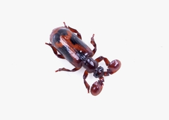 Platyrhopalus davidis