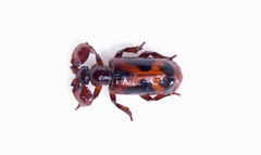 Platyrhopalus davidis