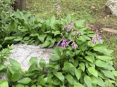 Hosta longipes
