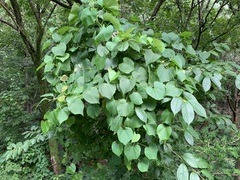 Vitis flexuosa