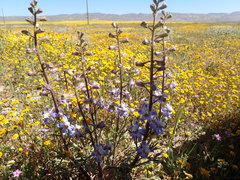 Delphinium recurvatum