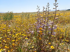 Delphinium recurvatum