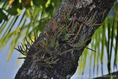 Brassavola nodosa