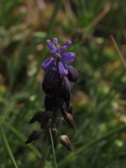 Muscari neglectum