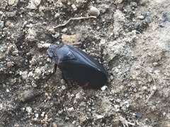 Prosapia ignifera