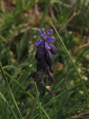 Muscari neglectum