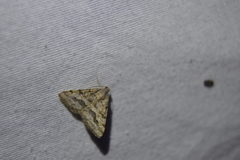 Frederickia s-signata