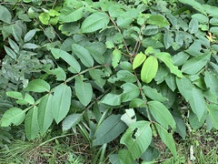 Rhus javanica