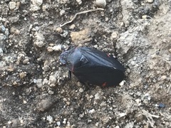 Prosapia ignifera