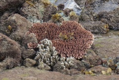 Acropora millepora