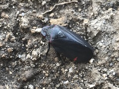Prosapia ignifera