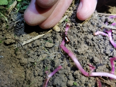 Platyrhopalus davidis