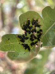Eulophus