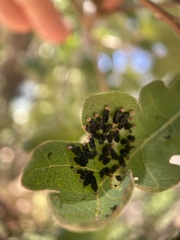 Eulophus