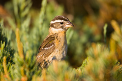 Black-Headed Grosbeak photo 6