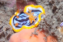 Chromodoris helium