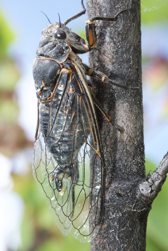 Rocky Mountain Cicada
