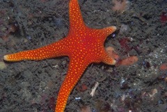 Fromia schultzei