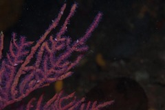 Leptogorgia