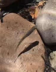 Salvelinus fontinalis