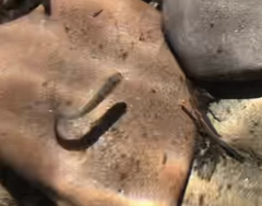 Salvelinus fontinalis