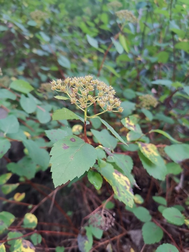 Spiraea fritschiana iNat (1)