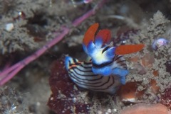 Nembrotha aurea