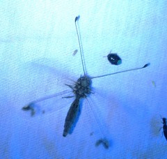 Ululodes quadripunctatus