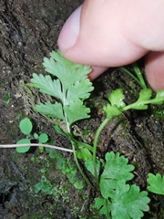 Dennstaedtia wilfordii