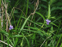 Monopsis stellarioides
