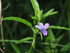 Monopsis stellarioides