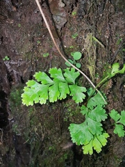 Dennstaedtia wilfordii
