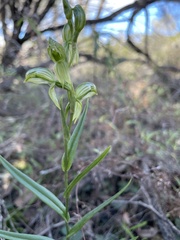 Pterostylis prasina