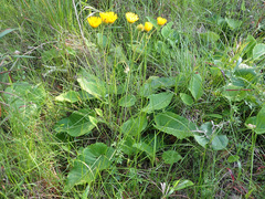 Berkheya speciosa speciosa